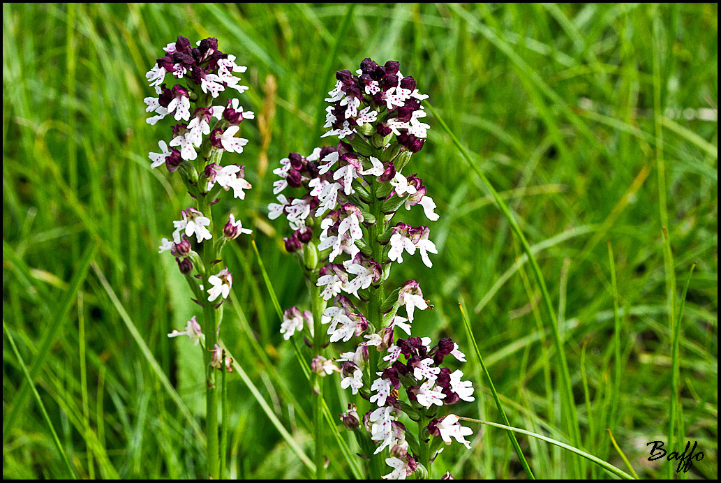 Neotinea ustulata